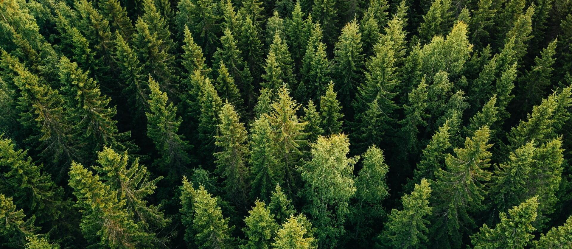 Pinecrest Services Image