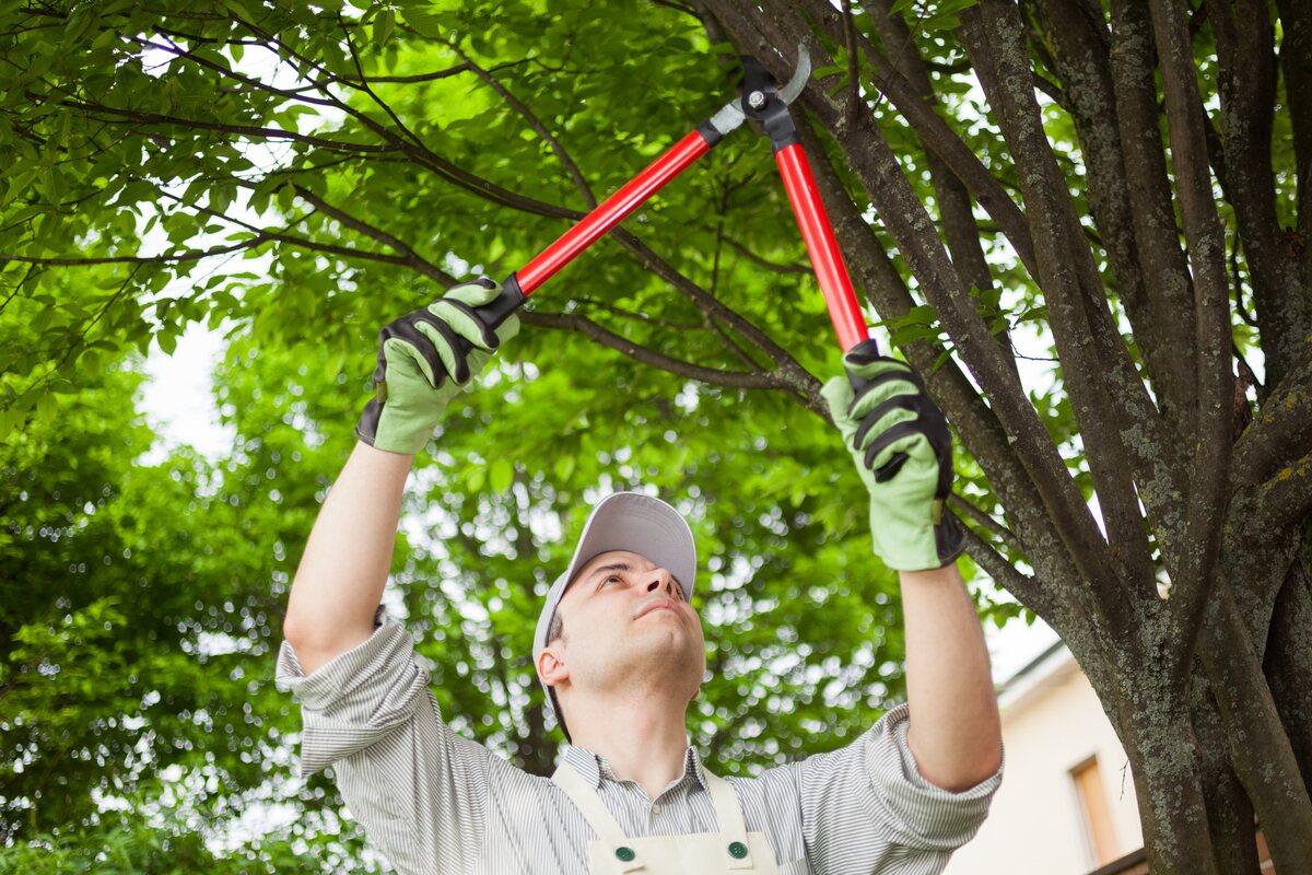 Tree Trimming Image